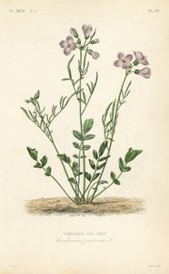 Cuckooflower, Cardamine pratensis, Cardamine des pres autorstwa Unbekannt