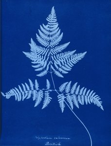 Cyanotyp Polypodium calcareum autorstwa Unbekannt