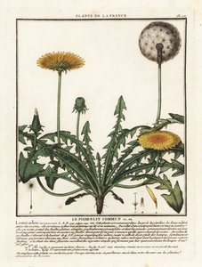 Mniszek lekarski, Campylodes Taraxacum. autorstwa Unbekannter Künstler