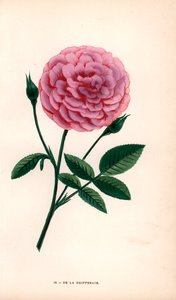 Róża De la Grifferaie, hybryda Rosa multiflora, pojawiła się na rynku około 1846 roku. Chromolitografia narysowana i litografowana według natury przez F. Grobona na podstawie "Les Roses" Hippolyte