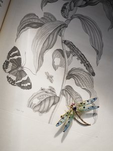 Biżuteria z owadami i owadami Deborah Devonshire na szczycie „Metamorphosis Insectorum” autorstwa Marii Sibylli Merian
