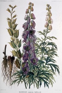 Delphinium Napellus, ok. 1850-1900 (litografia) autorstwa Unbekannter Künstler