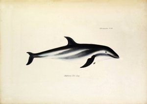 Delphinus Fitz-Royi Delfin czarny lub Fitzroy od nazwiska kapitana Roberta Fitzroya z okrętu Beagle. Plansza z "Zoologii podróży H.M.S. Beagle. opisanej przez Johna Goulda, z uwagą o ich zwyczajach autorstwa Karola Darwina". autorstwa Unbekannter Künstler