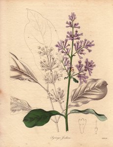 Opis bzu węgierskiego (Syringa josikaea), pochodzącego z Europy Środkowej i Wschodniej. Ilustracja autorstwa panny R. Mills (aktywnej w latach 1836-1842), w The Botanist, serii autorstwa Benjamina Maunda w pięciu tomach, opublikowanej w latach 1836-1842. T autorstwa Unbekannter Künstler