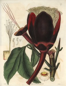 Opis dużego, ciemnoczekoladowego kwiatu drzewa pekan, które produkuje jadalne orzechy, orzechy pekan. Roślina pochodząca z Ameryki Południowej. Ilustracja autorstwa Wiliama Jacksona Hookera (1785-1865), brytyjskiego botanika i pisarza, profesora Uniwersyte autorstwa Unbekannter Künstler