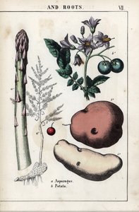 Tablica opisowa: zielone szparagi i ziemniak. Chromolitografia w "Recueil d