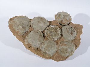 Jaja dinozaurów, znalezione w prowincji Henan, Chiny, górna kreda (zdjęcie) autorstwa Unbekannt