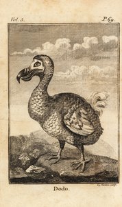 Dodo, Raphus cucullatus, wymarły ptak autorstwa Unbekannt