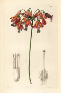 Kropla koralowca lub koralowiec z Meksyku - Krople koralowca lub elegancka bessera, Bessera elegans. Ręcznie kolorowany miedzioryt G. Barclaya według panny Sary Drake z książki "Ornamental Flower Garden and Shrubbery" Johna Lindleya i Roberta Sweeta, G. Wi autorstwa Unbekannter Künstler