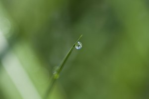 Kropla (zdjęcie) autorstwa Unbekannter Künstler