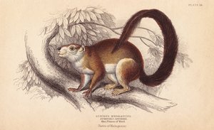 Wiewiórka Duvaucelsa, Sciurus hypoleucus. Indyjska wiewiórka olbrzymia Z okazu w Muzeum Księcia Maksymiliana z Wied-Neuwied. Ręcznie kolorowany staloryt Lizarsa na podstawie ilustracji Charlesa Hamiltona Smitha z Naturalist