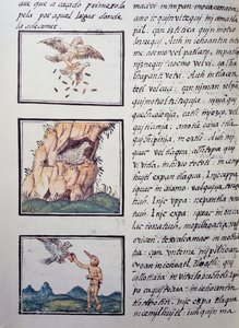 Orły, strona z Kodeksu florenckiego, wersja dwujęzyczna po hiszpańsku i nahuatl, Ogólna historia rzeczy nowej Hiszpanii hiszpańskiego misjonarza Fray Bernardino de Sahagun (1499-1590). Cywilizacja Azteków autorstwa William M. Timlin