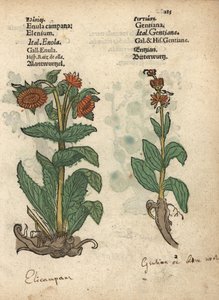 Oman, Inula helenium i gatunki goryczki. Ręcznie kolorowany drzeworyt ilustracji botanicznej z Krauterbuch lub Herbal Adama Lonicera, Frankfurt autorstwa Unbekannter Künstler