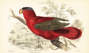 Zagrożona fioletowowłosa lory Lorius domicella. 1889 (grawerowanie) autorstwa Unbekannter Künstler