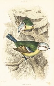 Modraszka zwyczajna, Cyanistes caeruleus.1889 (rycina) autorstwa Unbekannter Künstler
