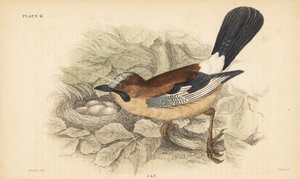Sójka zwyczajna, Garrulus glandarius, z gniazdem i jajami. 1889 (grawerowanie) autorstwa Unbekannter Künstler