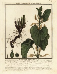 Powojnik europejski, Aristolochia clematitis. autorstwa Unbekannter Künstler