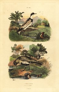 Sieweczka złota , Pluvialis apricaria i sieweczka obrożna , Charadrius hiaticula autorstwa Unbekannt