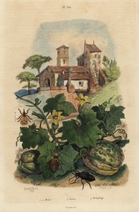 chrząszcz oleisty, Meloe proscarabaeus 1.2, melon Honfleur, Cucumis melon 3 i baranina, Melophagus ovinus autorstwa Unbekannt