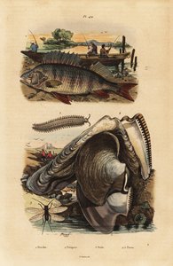 Okoń europejski, Perca fluviatilis 1, aksamitnica, Peripatus iuliformis 2, sikawka, Perla marginata 3 i perła ostryga, Isognomon isognomum 4. Okoń, Peripate, Perle, Perne autorstwa Unbekannt