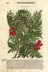 Jarząb pospolity, Sorbus aucuparia. Ręcznie kolorowany drzeworyt autorstwa Wolfganga Meyerpicka na podstawie ilustracji Giorgio Liberale z Discorsi di P.A. Matthioli ne i sei libri della Materia Medicinale di Pedacio Dioscoride Anaza Pietro Andrea Mattioli autorstwa Unbekannter Künstler