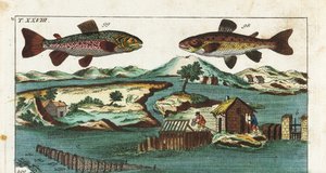 Troć wędrowna - Technika połowu z wykorzystaniem sztucznych bystrzy do połowu ryb - Troć wędrowna, Salmo trutta trutta 98, palia, Salvelinus alpinus alpinus 99, oraz metody połowu z wykorzystaniem sztucznych bystrzy na rzece do połowu łososi w grillach i s autorstwa Unbekannter Künstler