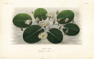 Lilia biała wodna, Nymphaea alba, Nymphea blanc autorstwa Unbekannt