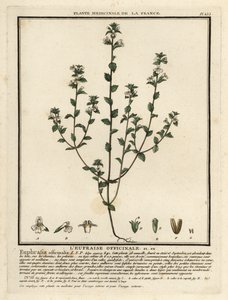 Świetlik, Euphrasia rostkoviana. autorstwa Unbekannter Künstler