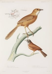 Fairywren i trznadel, Algieria autorstwa Unbekannter Künstler