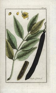 Fałszywe drzewo świętojańskie, złoty prysznic lub canefier (Cassia fistula). Litografia z "Afbeelding der Artseny-Gewassen" Johannesa Zorna (1739-1799), Holandia autorstwa Unbekannter Künstler
