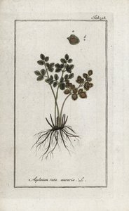 Paproć doradilla murów lub asplenia ulicy murów (Asplenium ruta muraria). Litografia z "Afbeelding der Artseny-Gewassen" Johannesa Zorna (1739-1799), Holandia autorstwa Unbekannter Künstler