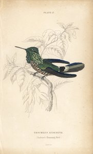 Świąteczna kokietka, Lophornis chalybeus (koliber Audeneta, Trochilus audenetii). Ręcznie kolorowana stalowa rycina autorstwa Williama Lizarsa z Sir William Jardine