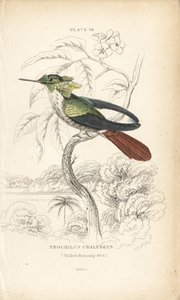 Świąteczna kokietka, Lophornis chalybeus (koliber Vieillota, Trochilus chalybeus). Ręcznie kolorowany staloryt autorstwa Williama Lizarsa z Naturalist