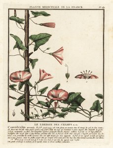 Powój polny, Convolvulus arvensis. autorstwa Unbekannter Künstler