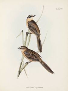 Łuszczaki, ok. 1832-1836 autorstwa Unbekannter Künstler