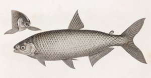 Ryba: Le Characin autorstwa Unbekannt