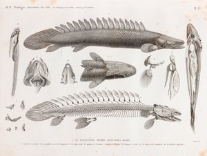 Ryba: Le Polyptere Bichir, anatomia autorstwa Unbekannt