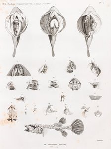 Ryba: Tetrodon, anatomia autorstwa Unbekannt