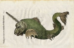 Ryba piła (Pristis) w "Ulyssis Aldrouandi... De piscibus libri V et de cetis lib. vnus/Ioannes Cornelius Vteruerius... collegit; Marc. Antonius Bernia in lucem restituit... ", zajmuje się historią naturalną Ulisse Aldrovandi (1522-1605). Bolonia autorstwa Unbekannter Künstler