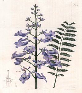 Płomiennie niebieskie lub ostrygowe drzewo - paproć z Trynidadu, Jacaranda mimosifolia (Jacaranda owalnolistna, Jacaranda ovalifolia). Ręcznie kolorowany miedzioryt Weddella według ilustracji Johna Curtisa z "Botanical Magazine" Samuela Curtisa, Londo. autorstwa Unbekannter Künstler