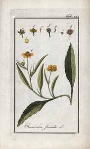 Jaskier płomienisty lub mała fosa lub mały płomień (Ranunculus flammula). Litografia z "Afbeelding der Artseny-Gewassen" autorstwa Johannesa Zorna (1739-1799), Holandia autorstwa Unbekannter Künstler