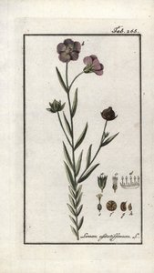 Siemię lniane (Linum usitatissimum). Litografia z "Afbeelding der Artseny-Gewassen" Johannesa Zorna (1739-1799), Holandia autorstwa Unbekannter Künstler