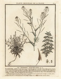 Flixweed, Descurainia sophia. autorstwa Unbekannter Künstler