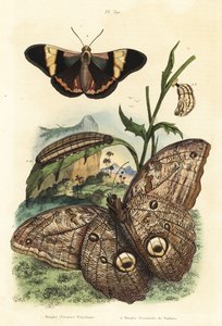 Leśny motyl sowa olbrzymia, Caligo eurilochus 1 i motyl Brassolis sophorae, poczwarka i gąsienica 2 autorstwa Unbekannt