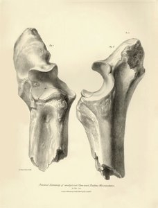 Skamieniałe kości (kość łokciowa i promieniowa) zaginionego prehistorycznego zwierzęcia Macrauchenia opisanego przez Karola Darwina podczas jego wyprawy na pokładzie statku Beagle. Płytka z "Zoologii podróży H.M.S. Beagle pod dowództwem kapitana Fitzroya w autorstwa Unbekannter Künstler