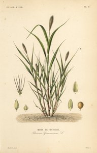 Proso włoskie lub włoskie, Setaria italica, Panicum germanicum, Moha de Hongrie autorstwa Unbekannt