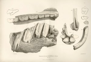 Fragment szczęki i zębów Toxodona, prehistorycznego zwierzęcia, znalezionego przez Karola Darwina w pobliżu Montevideo w Urugwaju podczas jego podróży badawczej na pokładzie statku Beagle. Zoologia podróży H.M.S. Beagle pod dowództwem kapitana Fitzroya w l autorstwa Unbekannter Künstler
