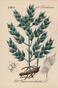 Fragon False Holly lub Small Holly - Butcher