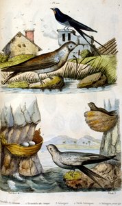 Francuski. Kolorowa ilustracja datowana na około 1884 r. Przedstawiająca ptaki rzeczne i przybrzeżne autorstwa Unbekannter Künstler