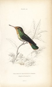 Kokietka kędzierzawa, Lophornis magnificus, samica (koliber wspaniały, Trochilus magnificus). Ręcznie kolorowana stalowa rycina autorstwa Williama Lizarsa z Sir William Jardine
